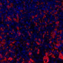 Indoleamine 2,3-dioxygenase/IDO Antibody (BLR031F), Novus Biologicals 100